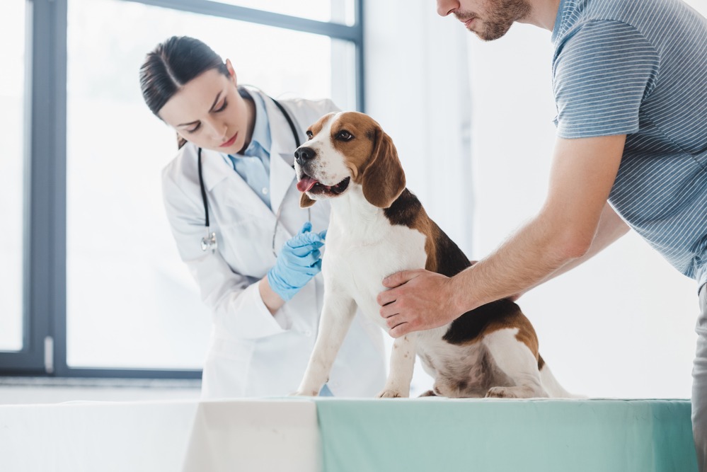 Patru pasi pe care trebuie sa ii urmezi inainte de a alege un veterinar